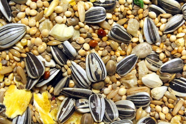 秋季大会のシードを獲得！